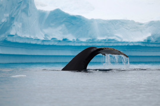 04_Researchers witness whale feeding frenzy